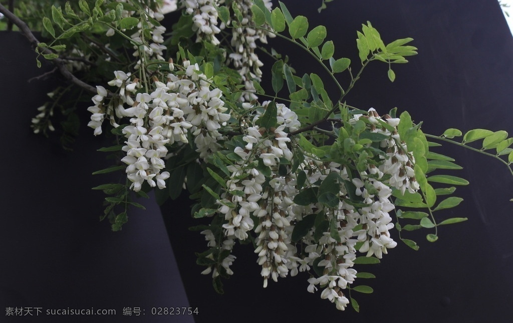 槐花 白槐花 槐花树 槐花蜜 槐花花 花草 生物世界