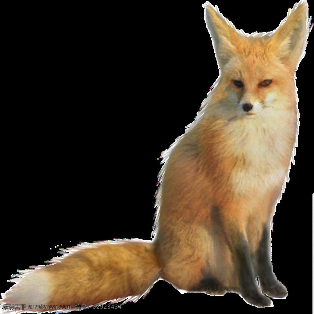 蹲坐 耳廓 狐 免 抠 透明 蹲坐的耳廓狐 耳廓狐 图 广告 创 意图 设计素材