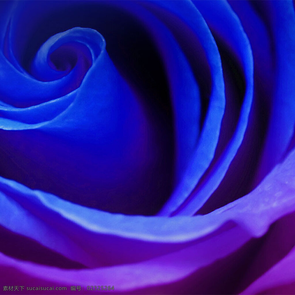 浪漫蓝色玫瑰 浪漫 蓝色 玫瑰