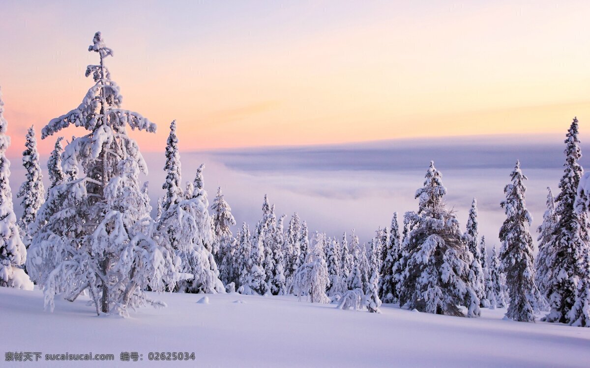 唯美 冬季 树林 风景图片 树木 雪山 雪松 松树