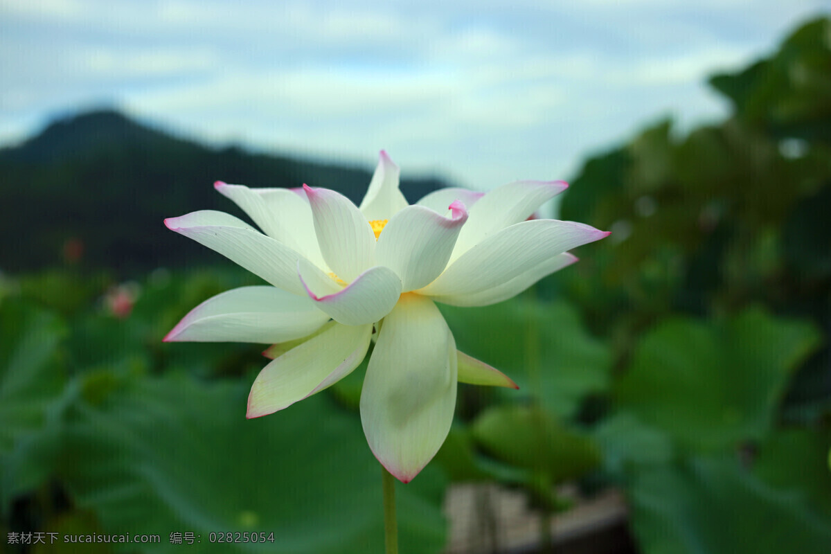 素荷 荷 荷花 莲花 莲 白莲 白荷 旅游风光 旅游摄影 国内旅游