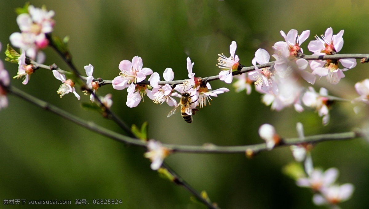 蝴蝶 昆虫 蜜蜂 生态 生物 生物世界 桃花 蜜蜂桃花 黄菜花 图片植物 飞蛾 蛾子 草虫 油菜花 蜂鸟