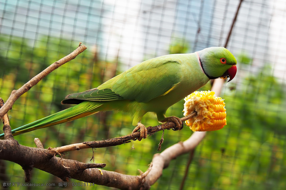 鹦哥 parrot 凤头鹦鹉 多彩羽毛 动物 鸟类 飞禽 宠物 羽毛艳丽