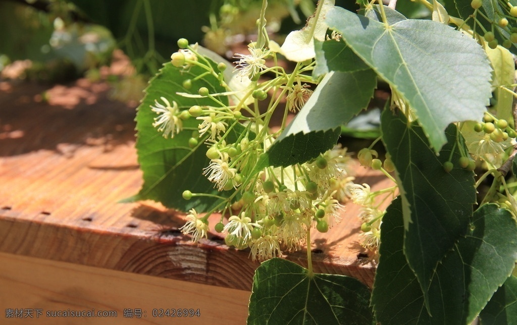东北 长白山 吉林 集安 椴树花 紫椴花 椴树蜜 紫椴蜜 生物世界 树木树叶