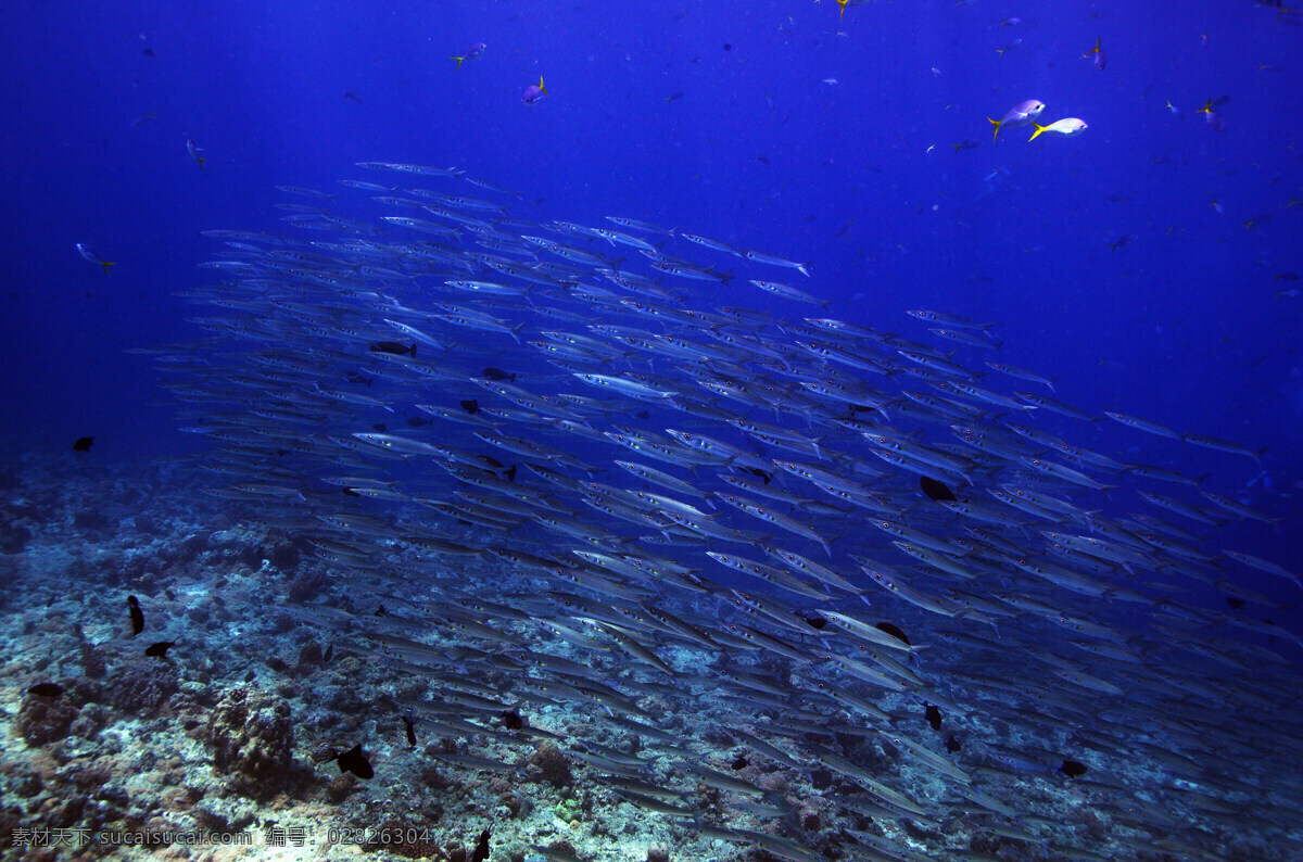 青角 梭 群 鱼 海水 生物世界 阳光 鱼类 青角梭群鱼 青角梭鱼 青角梭鱼群 珊瑚碓