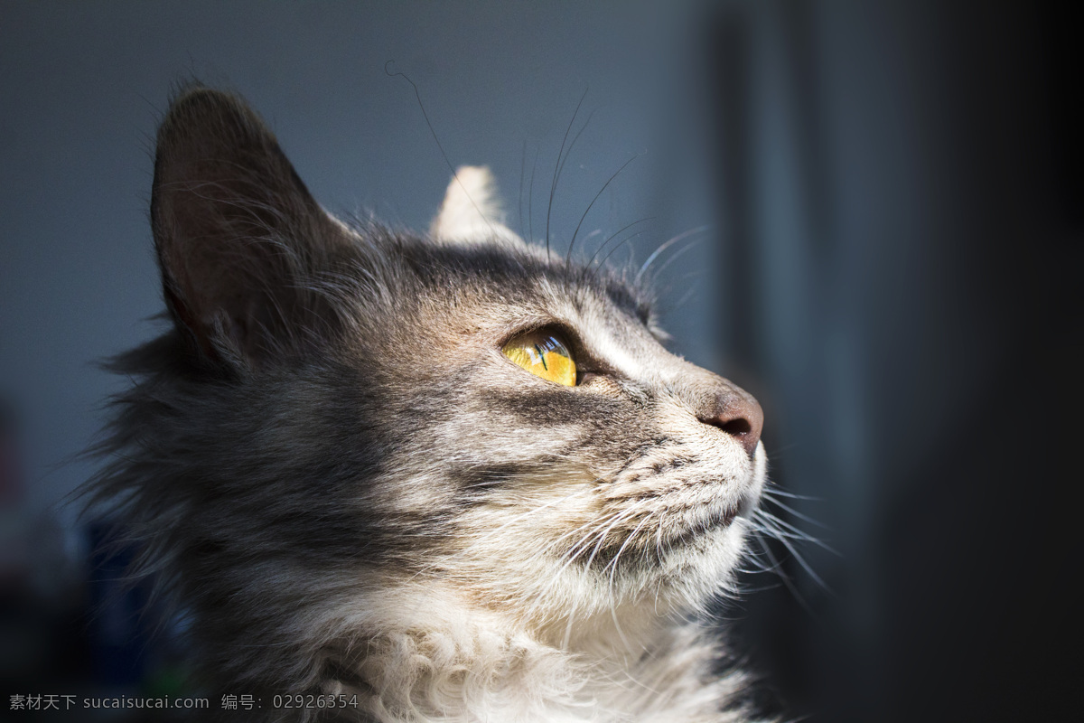 阳光 照耀 萌 猫咪 宠物 猫 萌宠 动物 幼猫 商用 照片 背景