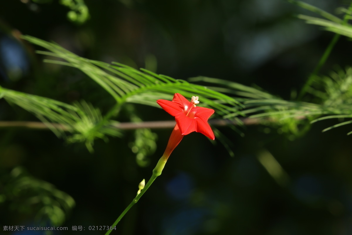 茑萝松 茑萝 五角星花 羽叶茑萝 锦屏封 金丝线 绕龙花 花儿 花朵 花卉 植物 花草 花卉大观园 生物世界