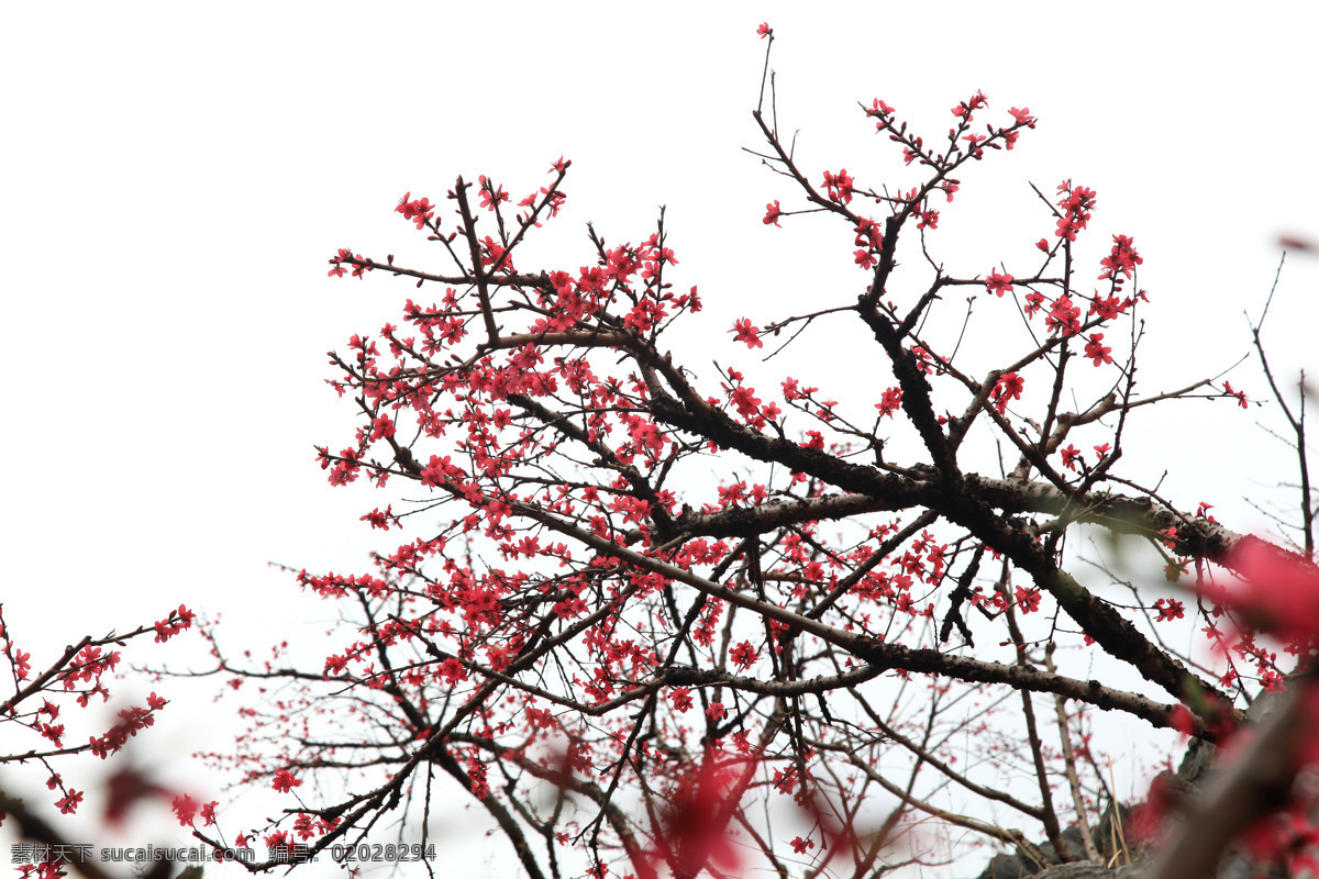 水蜜桃花 水蜜桃树 广东 连平 风景 花草 生物世界 白色