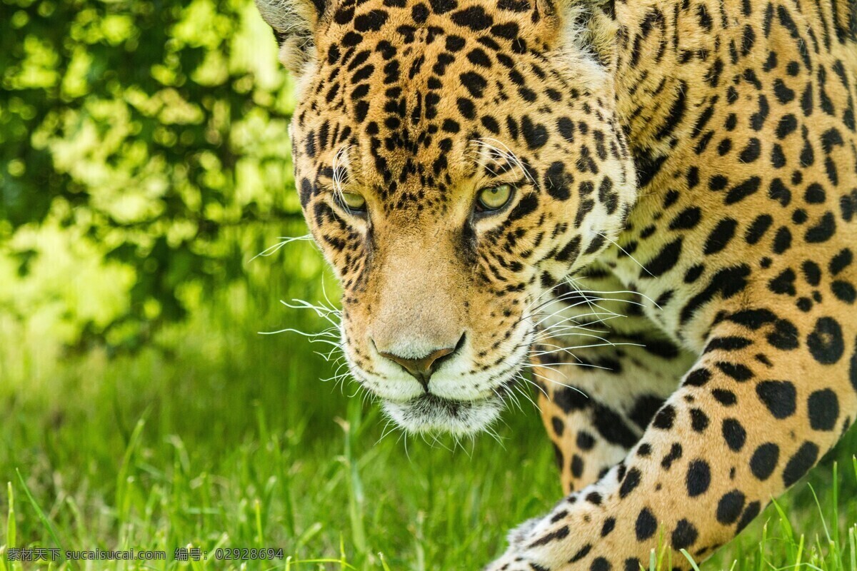 美洲豹 美洲虎 咆哮 豹子 金钱豹 猎豹 豹纹 猛兽 凶猛 豹子头 猫科动物 野生动物 生物世界