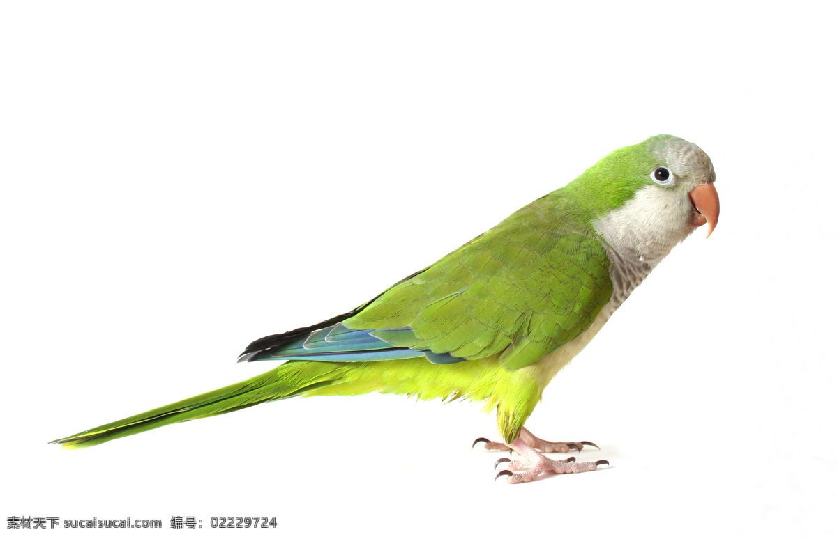 高清免费下载 高清 设计素材 鹦鹉素材 绿色鹦鹉 生物世界