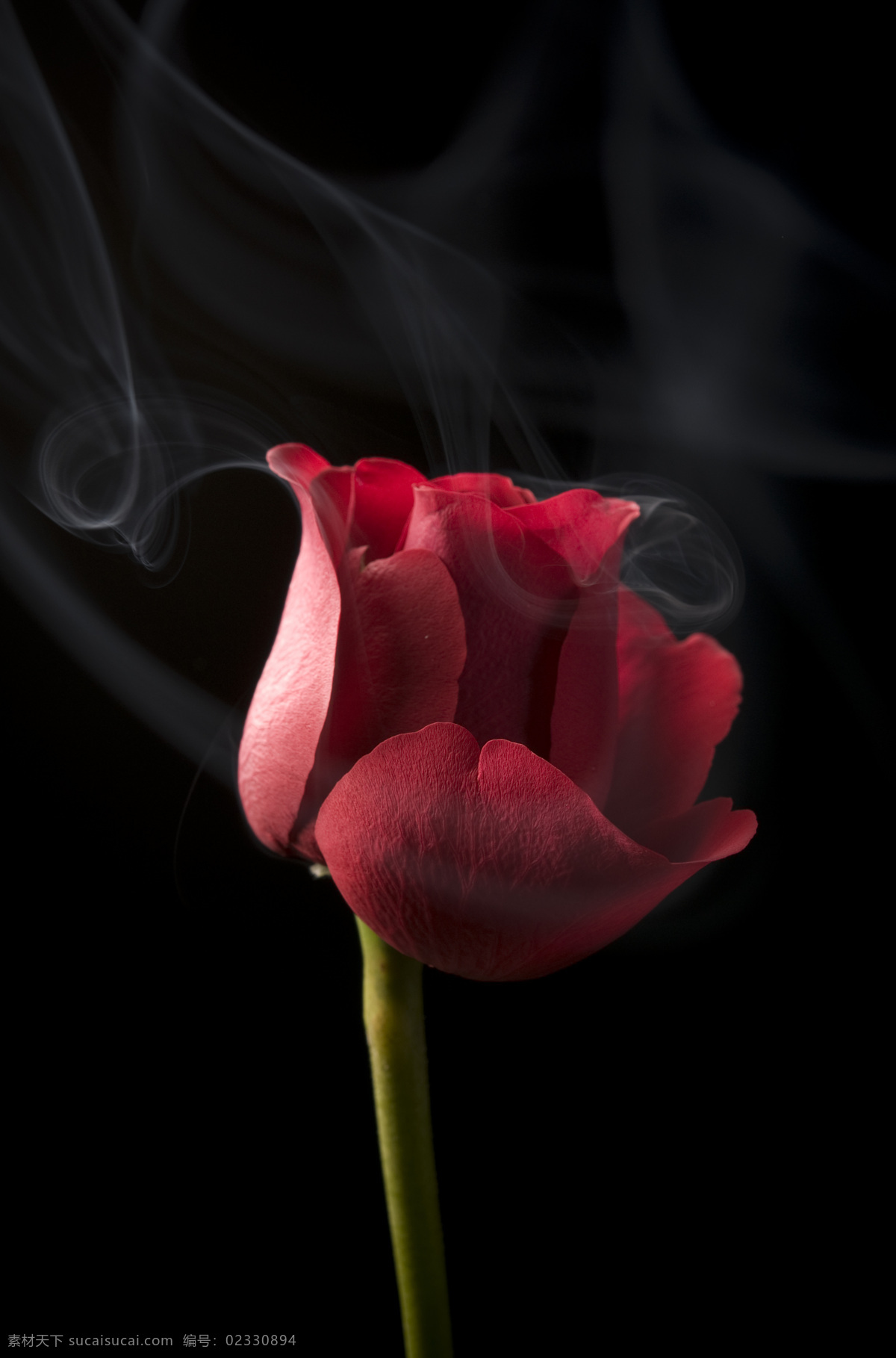 玫瑰花 高清 玫瑰 鲜花 红玫瑰 花束 红花绿叶 玫瑰特写 烟雾 烟雾缭绕 动感烟雾 微距 情人礼物 情人节素材 花朵 红花 花草 花草高清图片 生物世界