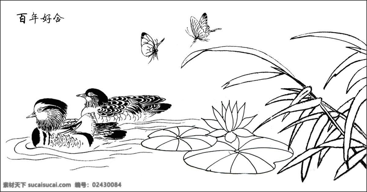 白描 百年好合 国画 荷花 蝴蝶 花鸟 松树 百年好 合 模板下载 速写 线描 线描素材 白头翁 鸳鸯 源文件 psd源文件
