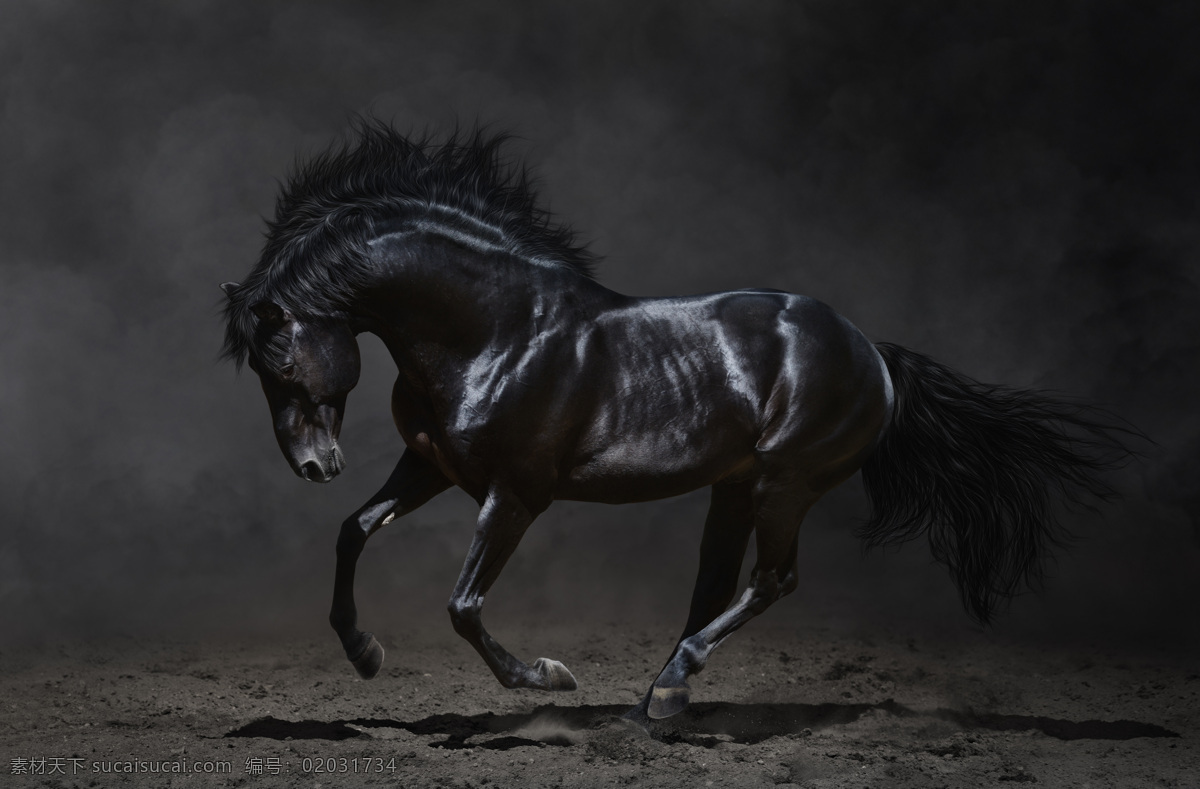 奔跑 黑马 奔跑的马 马匹 动物 陆地动物 生物世界