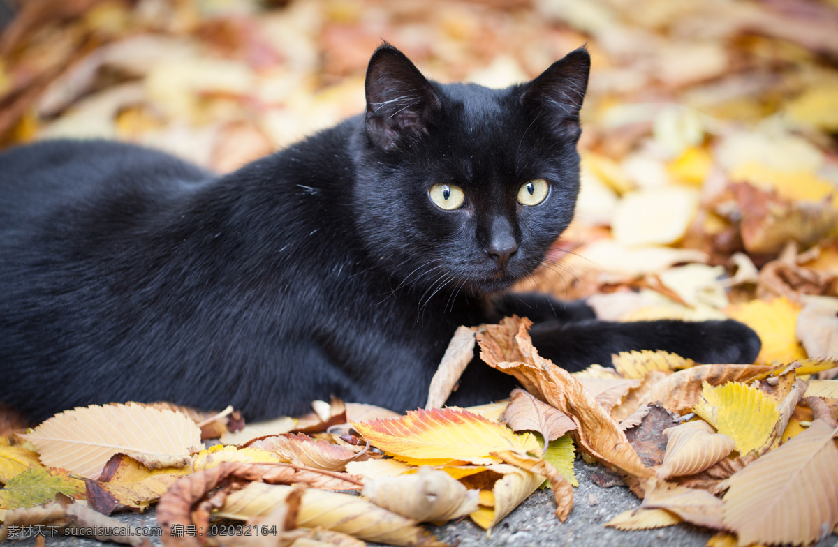 秋天 树叶 猫咪 秋天树叶 叶子 小猫 黑猫 萌宠 宠物猫 动物世界 可爱动物 陆地动物 生物世界 黑色