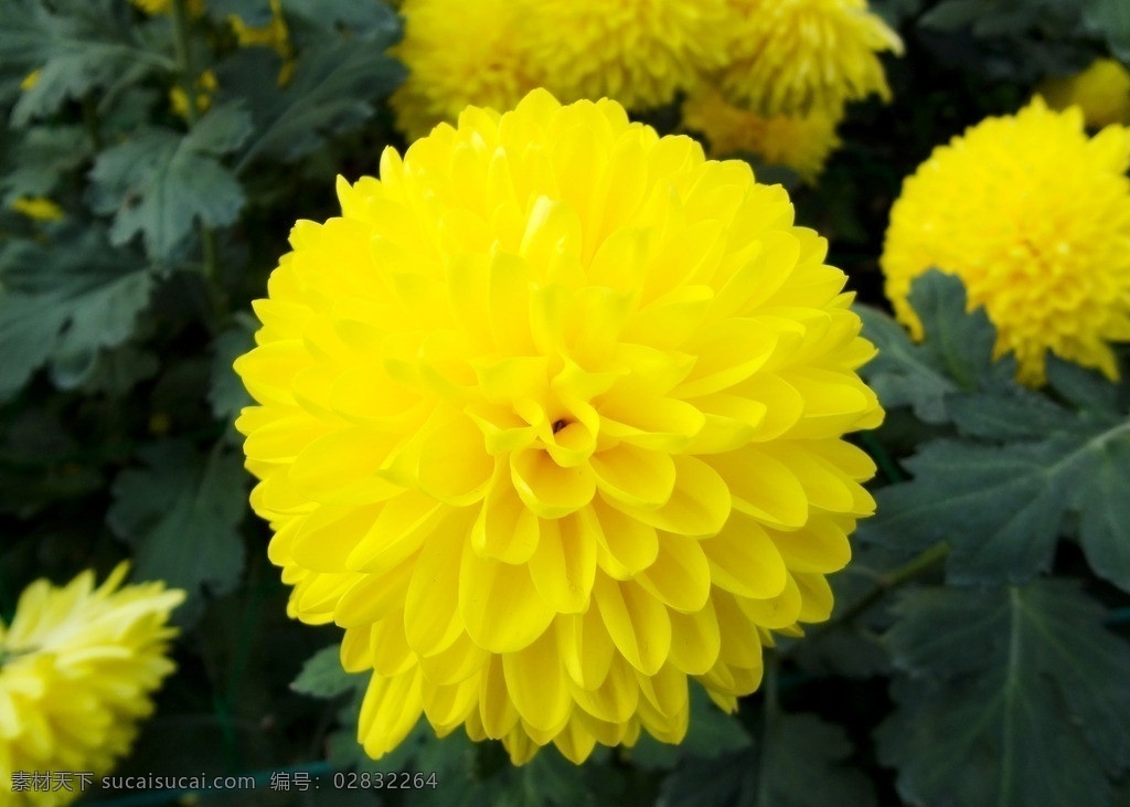 菊花 观赏菊 菊科 植物 花卉 花朵 秋菊 陶菊 艺菊 观赏菊花 花草 生物世界