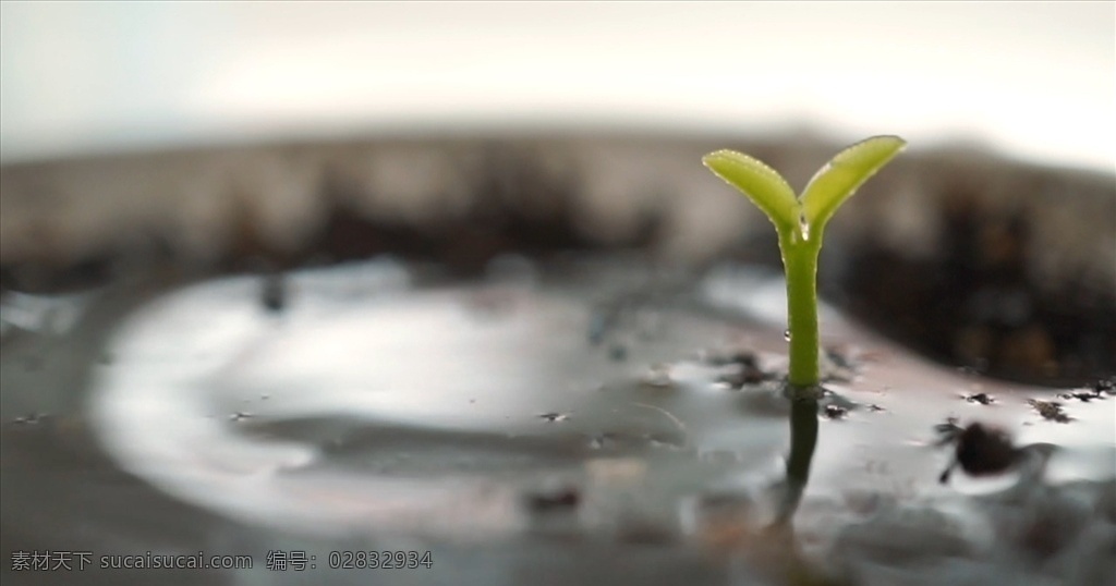 小苗 实拍苗苗 实拍小苗 浇水 植物 苗苗高清 小苗高清 多媒体 实拍视频 动物植物 mov