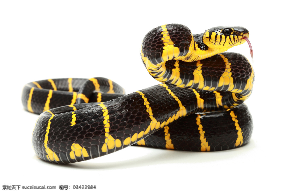 蛇 蟒蛇 巨蟒 动物 蛇类 冷血动物 爬行动物 企业文化 生物世界 野生动物