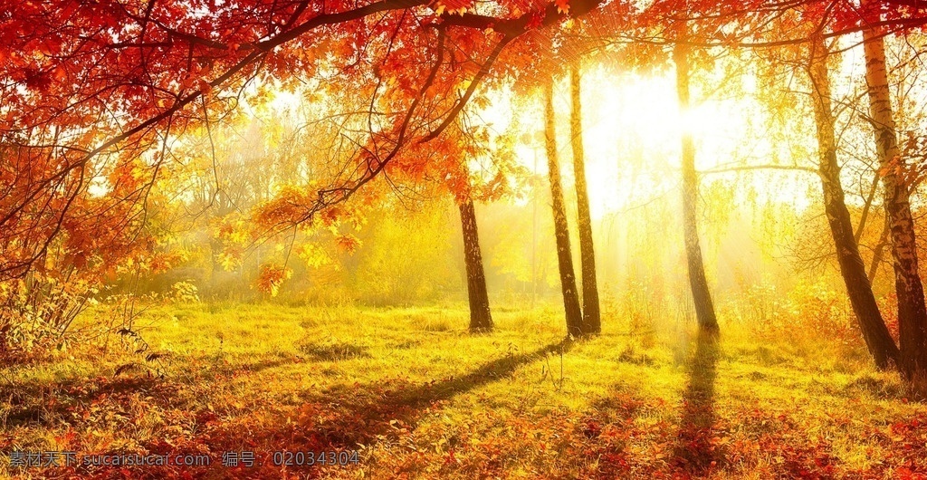 金秋 秋天 金色 阳光 枫叶 树林 自然风景 自然景观