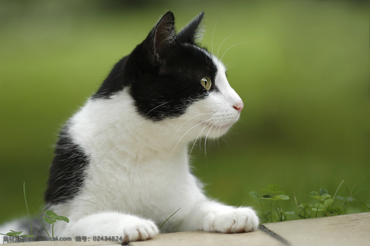 小猫摄影 宠物 小猫 猫咪 可爱 动物世界 摄影图 陆地动物 生物世界 黑色