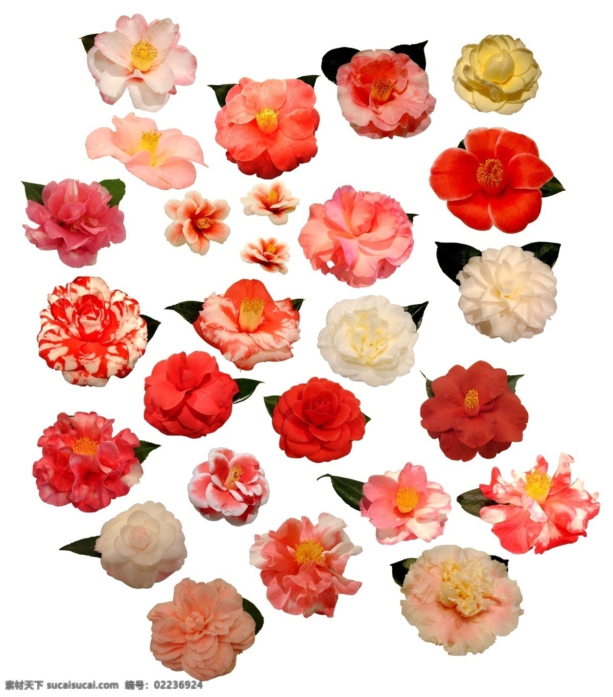 二 十 余种 高清 茶花 分层 春 春天 分层素材 花 设计素材 万紫千红 psd源文件