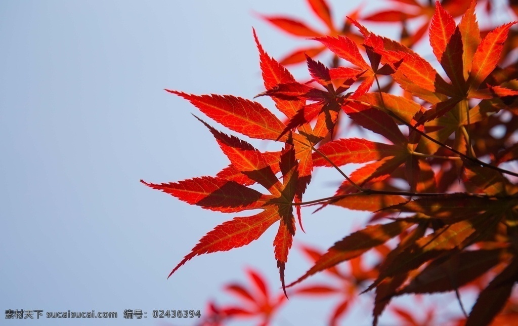 枫叶 红叶 唯美 自然 风景 背景 红色 树叶 高清 高分辨率 蓝天 自然景观 自然风景