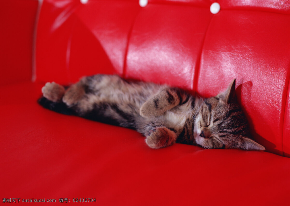 侧身 睡 红色 沙发 上 小猫 动物摄影 宠物 猫 可爱的猫 家猫 猫咪 小猫图片 家禽家畜 生物世界 猫咪图片