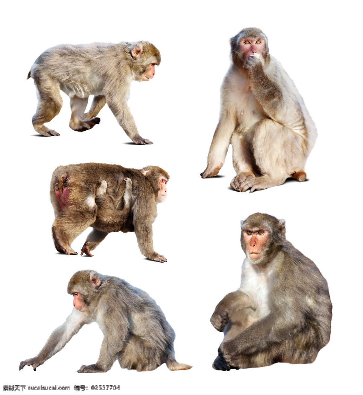 猴子 动物摄影 动物世界 野生动物 陆地动物 生物世界