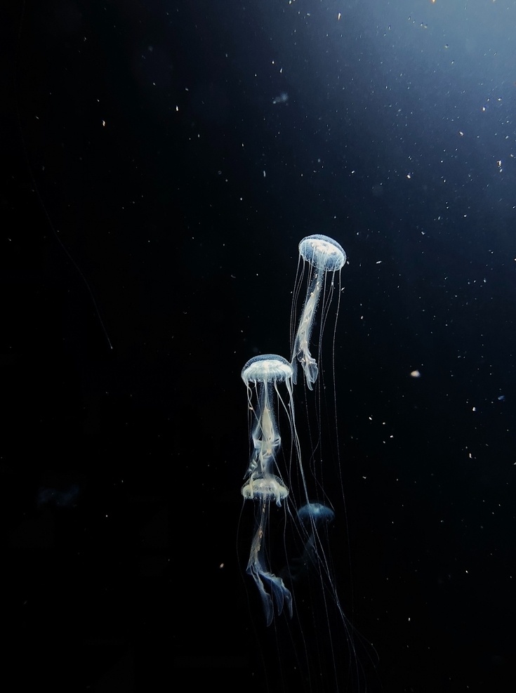 水母 软体 浮游 触须 彩色 水族 斑斓 海洋 动物 生物世界 海洋生物