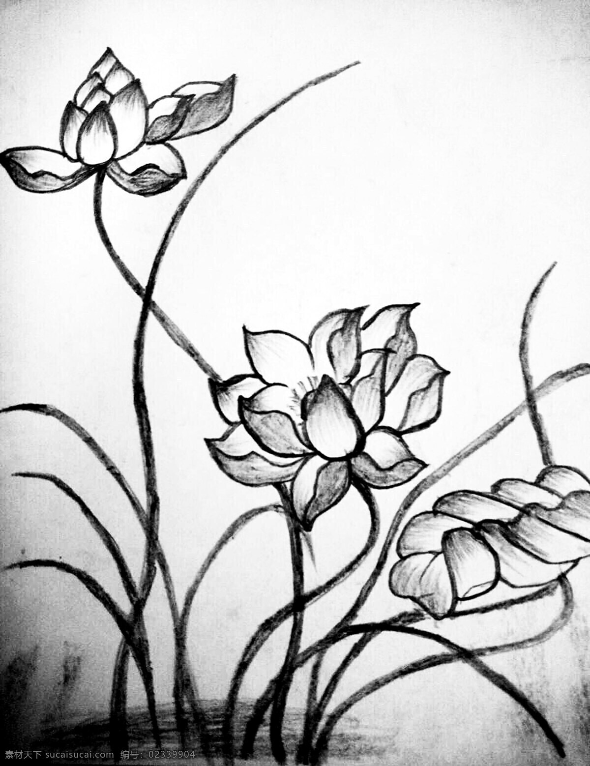 手绘 素描 荷花 插画 花瓣