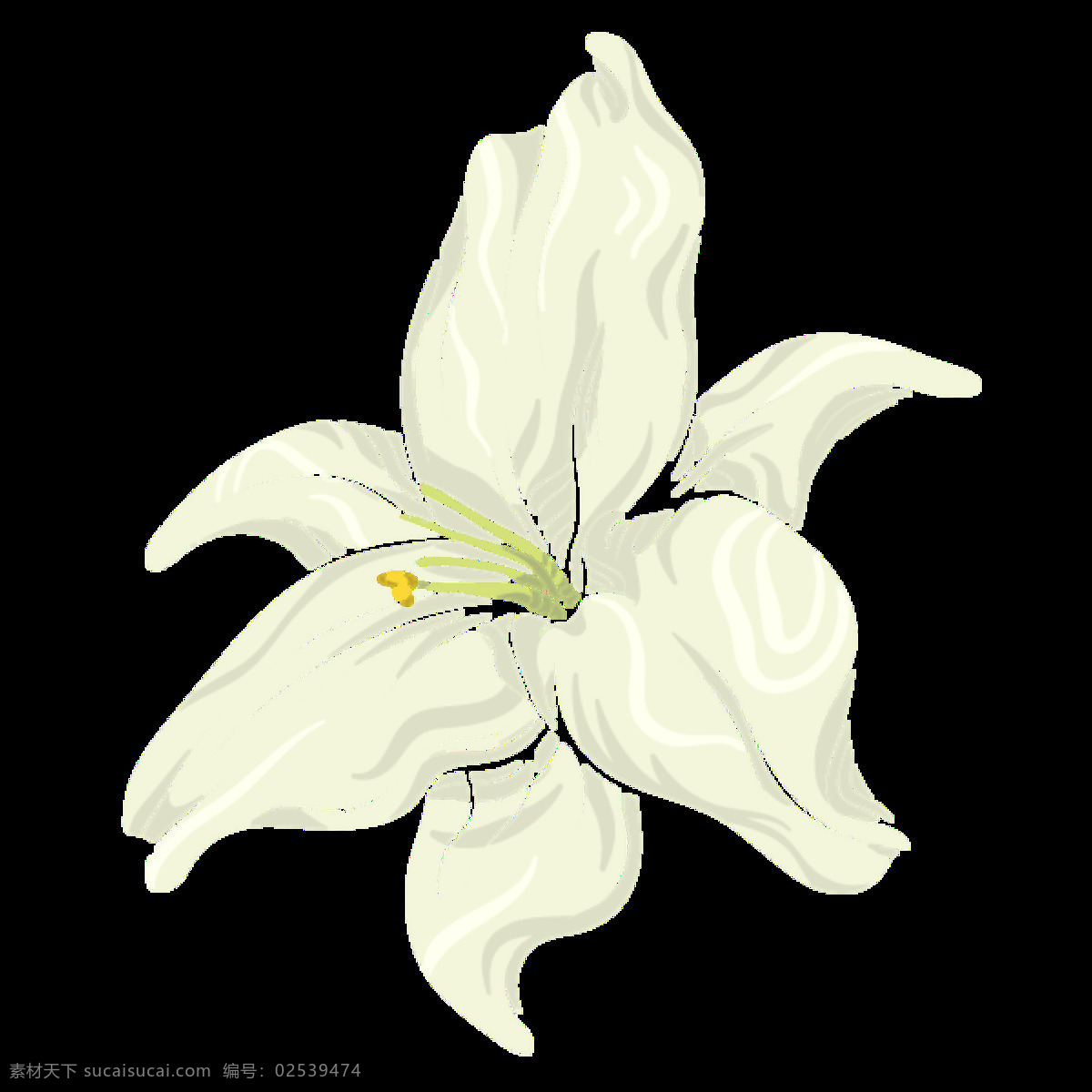 牛奶 花蕊 透明 白色 花朵 节日素材 免扣素材 透明素材 装饰图案