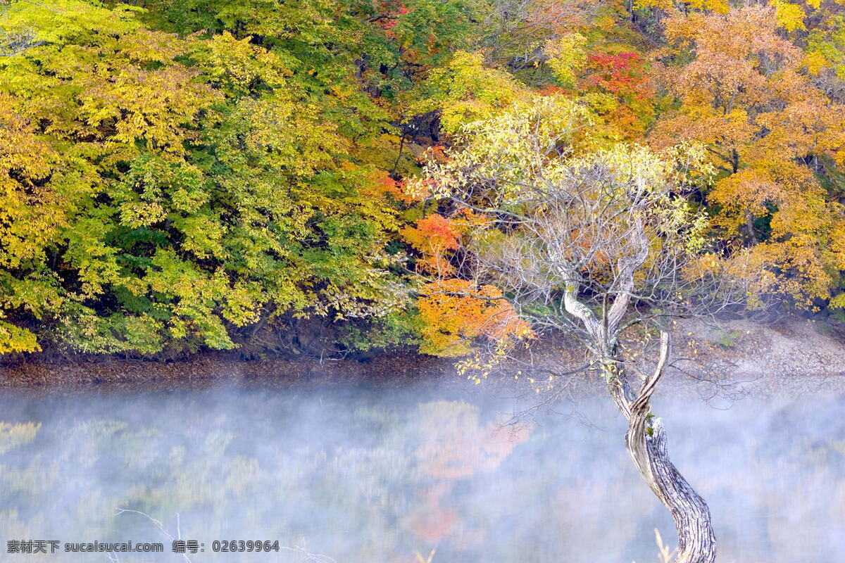 林 之美 自然风景 自然风景图 从林之美