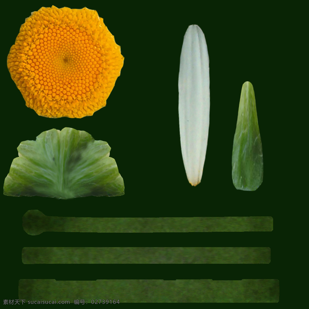 pernnis bellis 雏菊免费下载 雏菊 植物模型 延命菊 春菊 花卉草 3d模型素材 动植物模型