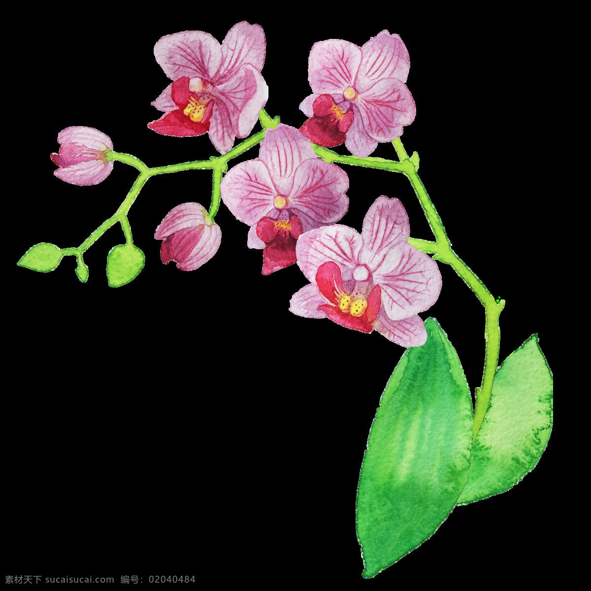 浪漫 时尚 花卉 透明 装饰 唯美 植物 抠图专用 设计素材