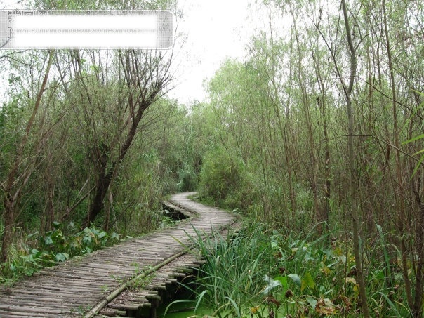 弯弯 小路 杭州 旅游摄影 绿树 摄影图 西湖 小草 弯弯小路 浮藻 西溪湿地 杭州旅游 风景图片 风景 生活 旅游餐饮