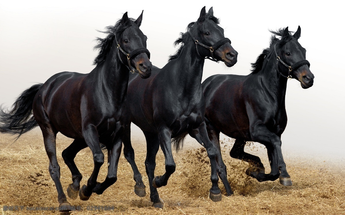 三匹黑马 唯美 可爱 家畜 生物世界 家禽家畜 马 骏马 白色的马 马头 漂亮的马 可爱的白马 动作 奔跑 动物 现代摄影