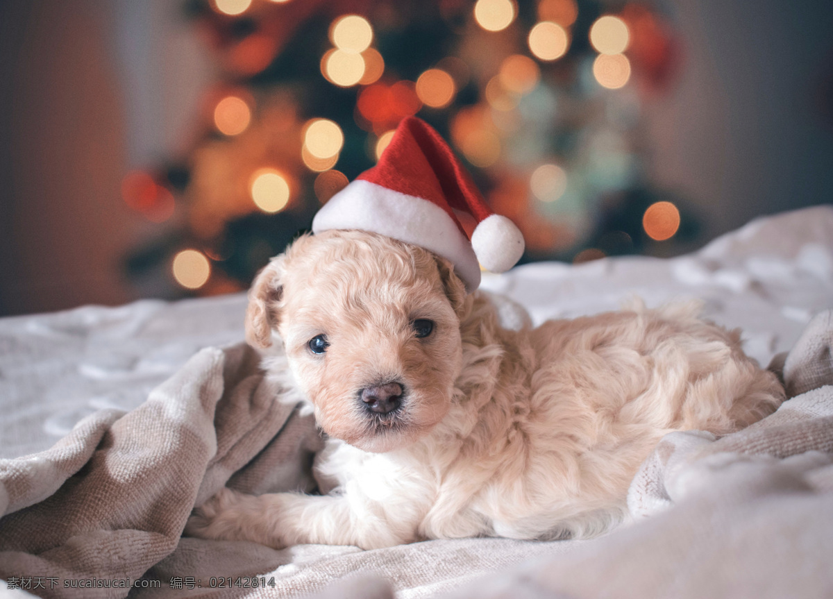 圣诞节快乐 狗狗 小狗 可爱 cute 新年 圣诞节 小帽子 小红帽 圣诞帽 圣诞树 小可爱 毯子 少女心 人物图库 日常生活