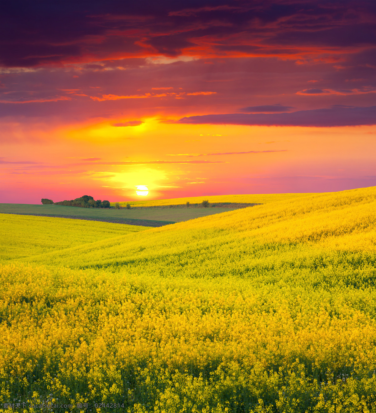 油菜花 夕阳 美景 油菜花风景 夕阳美景 落日 太阳 晚霞风景 田园风光 山水风景 风景图片