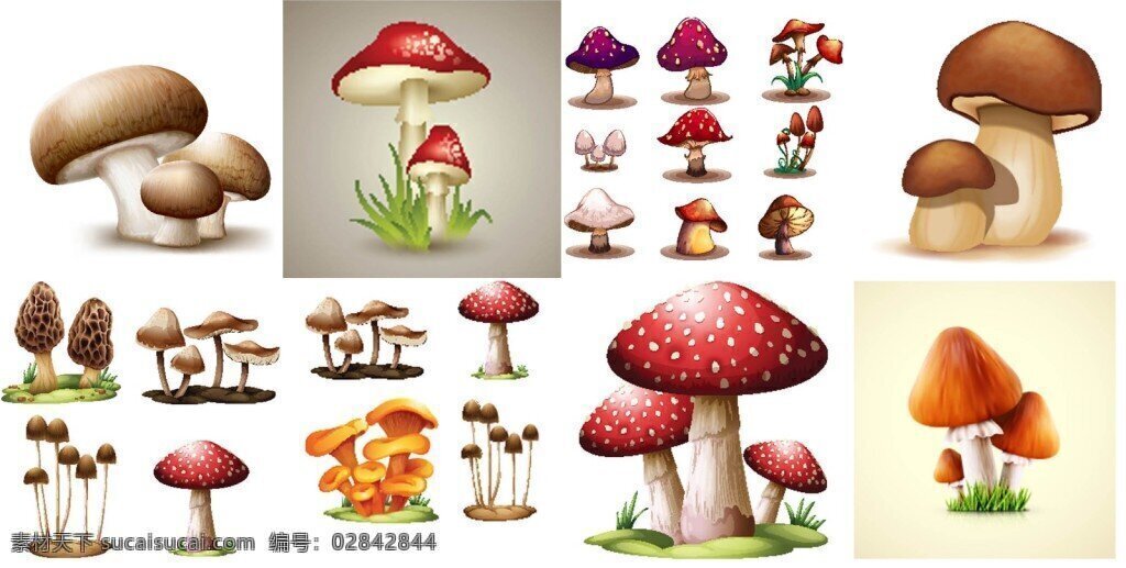 食用蘑菇 食材 蘑菇 卡通 白色