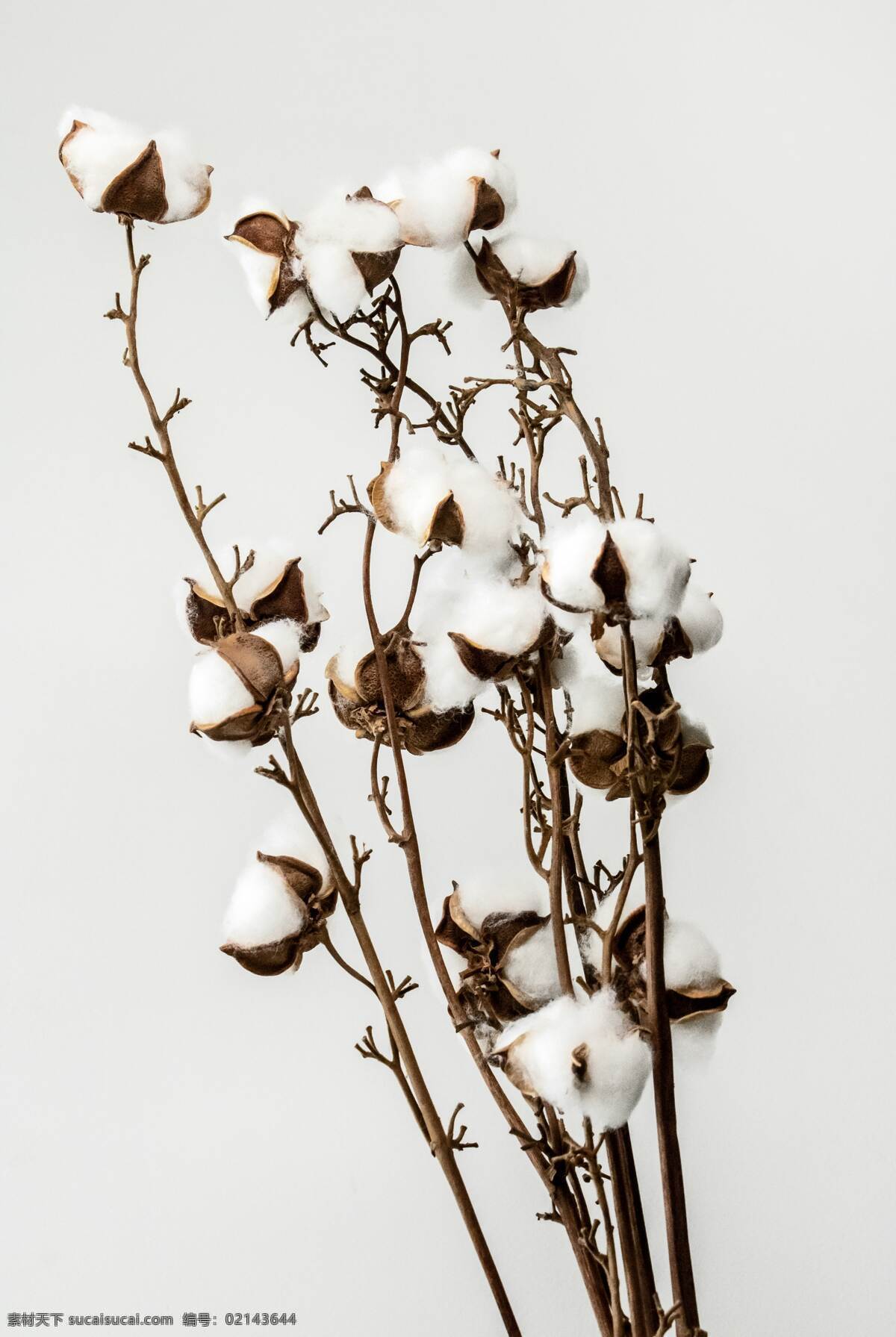 艺术棉花图片 植物 花朵 白色 花枝 棉花 生物世界 树木树叶