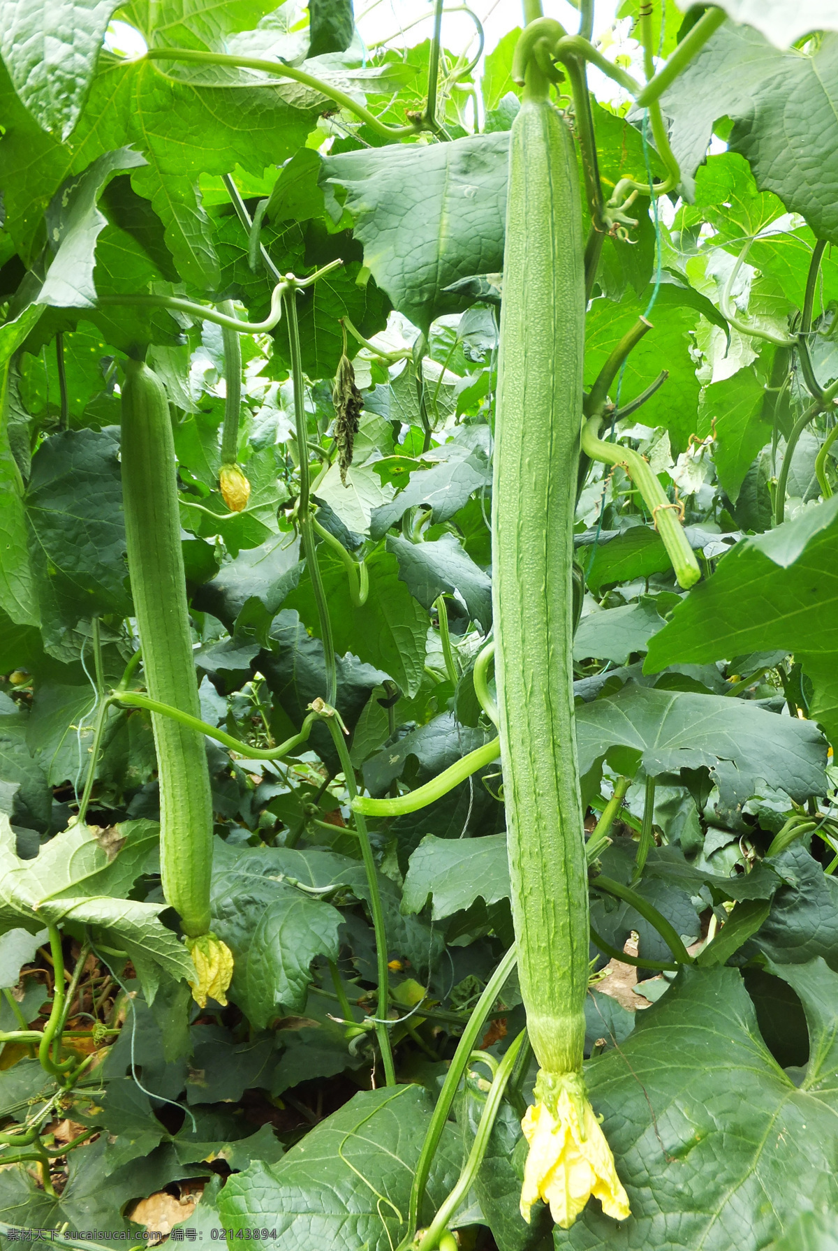 丝瓜 蔬菜 蔬菜种植 菜地 丝瓜种植 生物世界