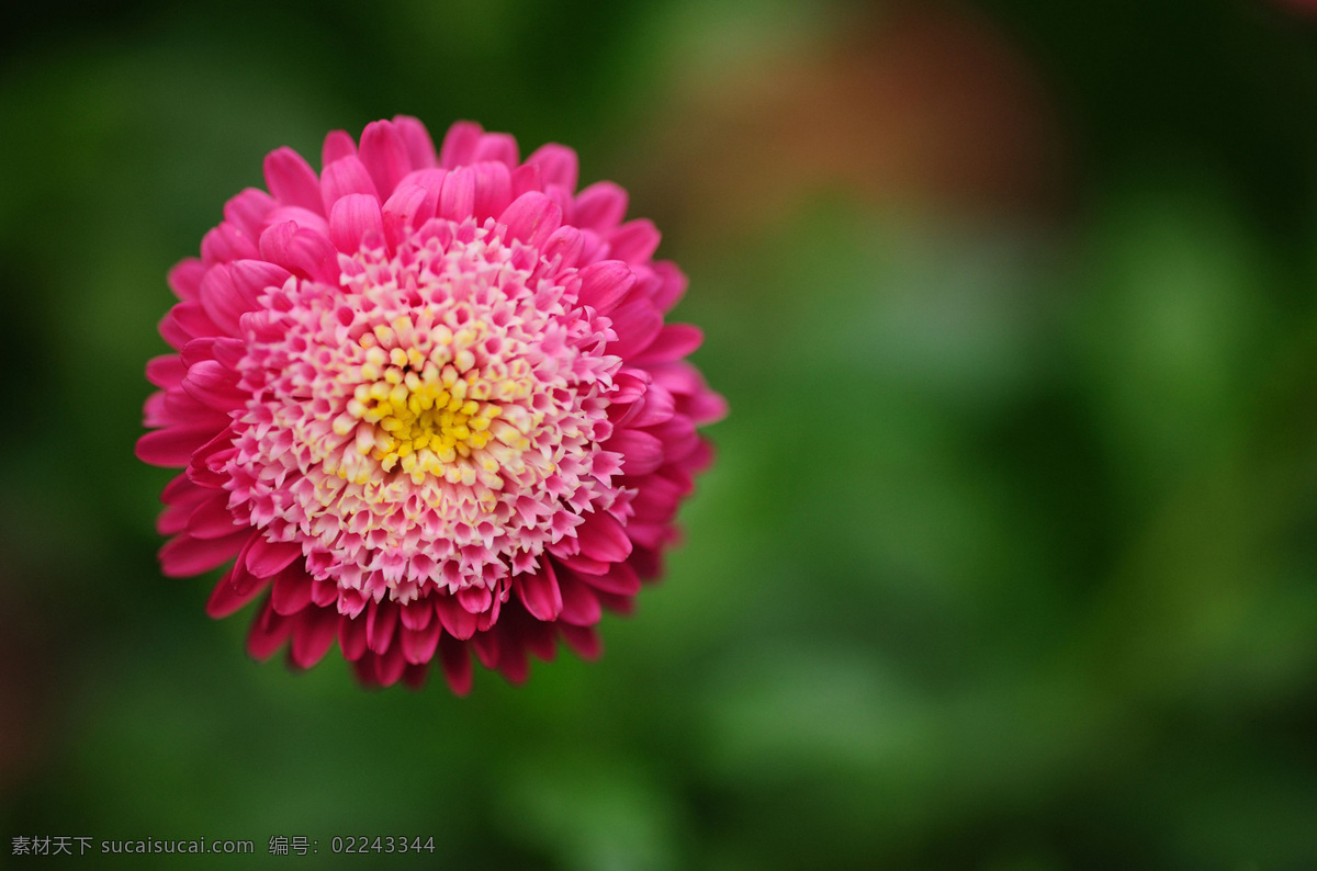 位图免费下载 服装图案 花朵 数码照片 位图 植物摄影 写实花卉 面料图库 服装设计 图案花型