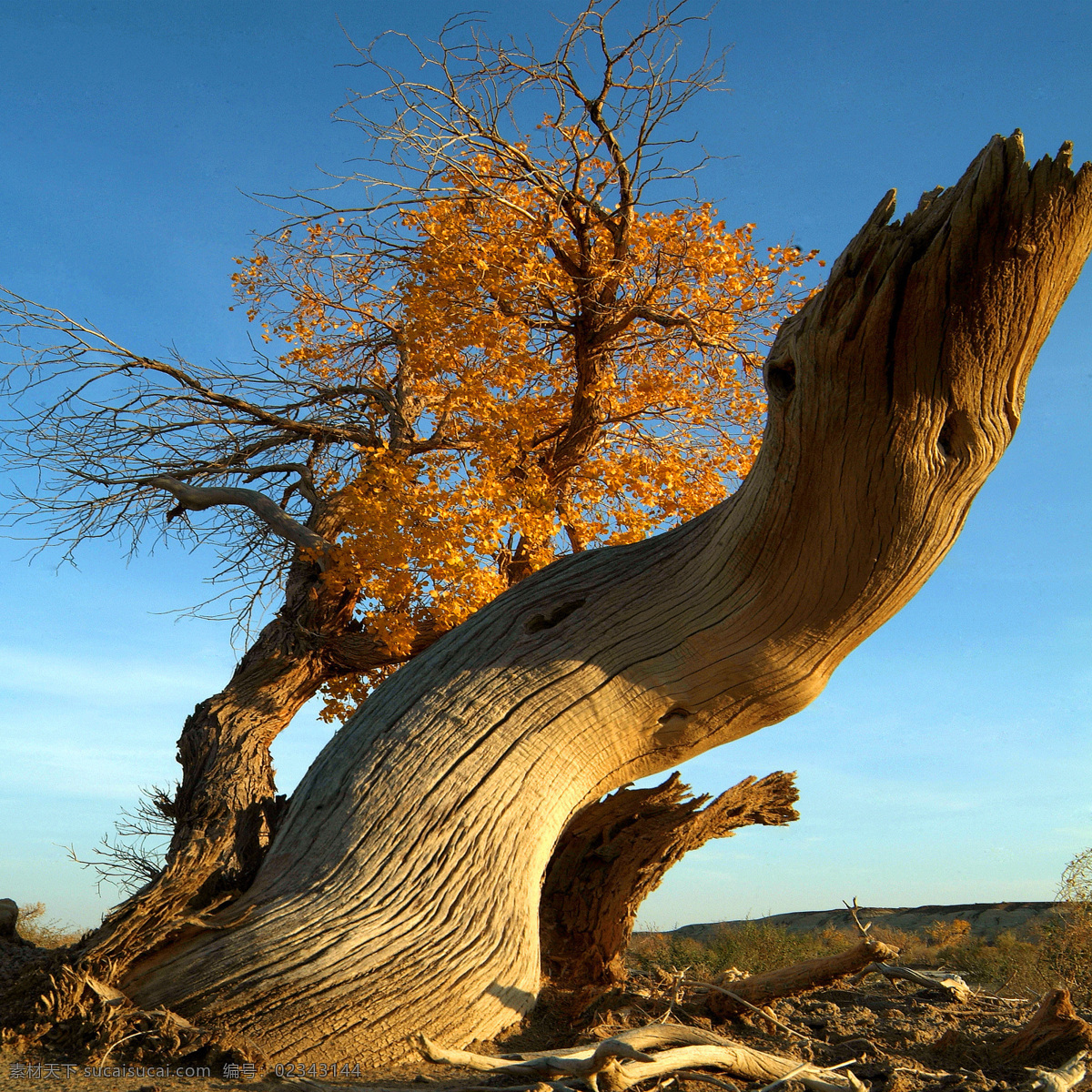 千年不朽胡杨 新疆 沙漠 里 千年 不朽 胡杨 旅游摄影 自然风景 摄影图库