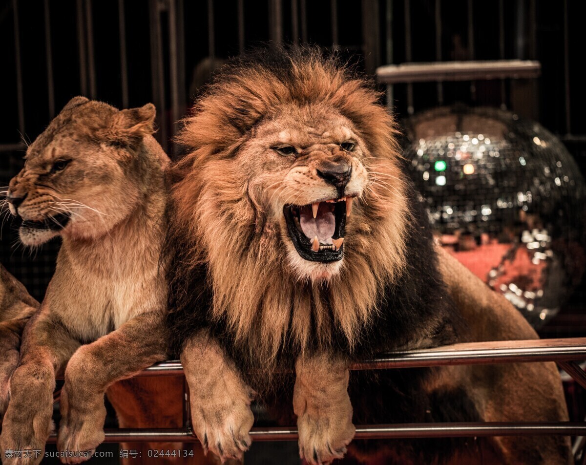 狮子 雄狮 猛兽 狮子王 野兽 公狮子 生物世界 野生动物