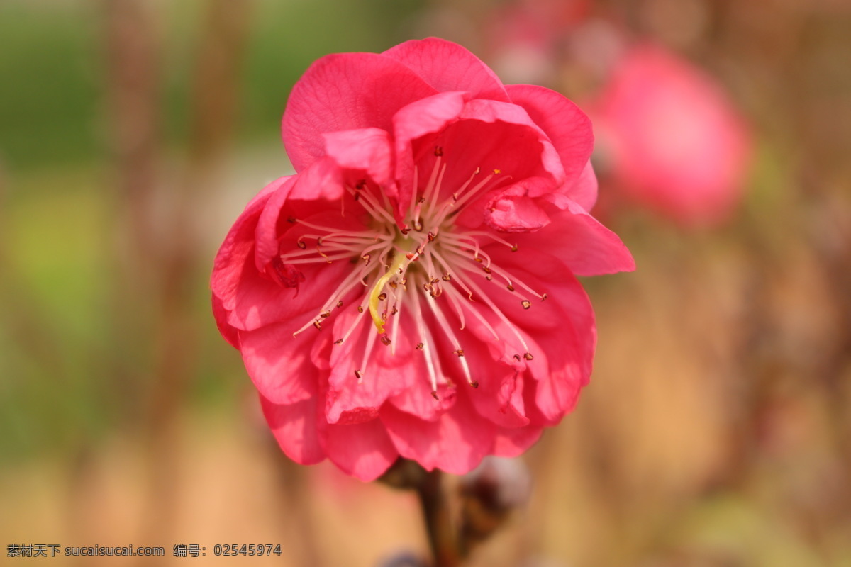 美丽的桃花 桃花 桃花运 植物 花园 桃红 美丽 花朵 桃花园 春天 花香 花瓣 微距摄影 开花 花草 生物世界 红色