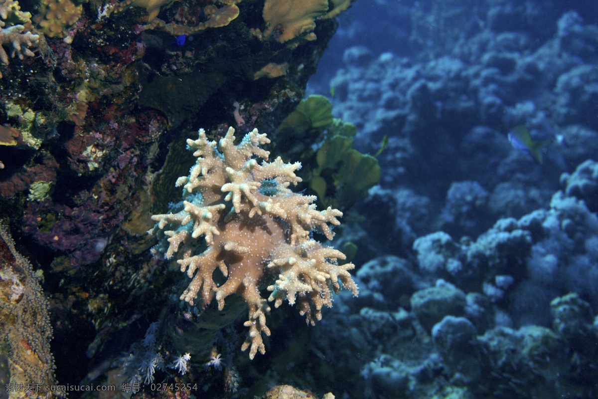 海底珊瑚 海底 大海 海洋 深海 珊瑚 珊瑚虫 珊瑚礁 海洋生物 生物世界