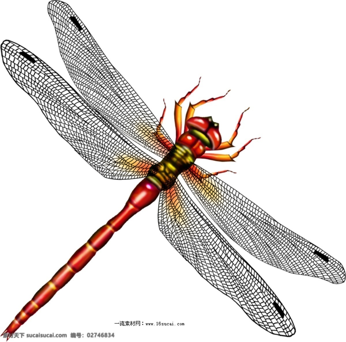 蜻蜓 蜻蜓设计 设计蜻蜓 蜻蜓在飞 美丽蜻蜓 分层 源文件