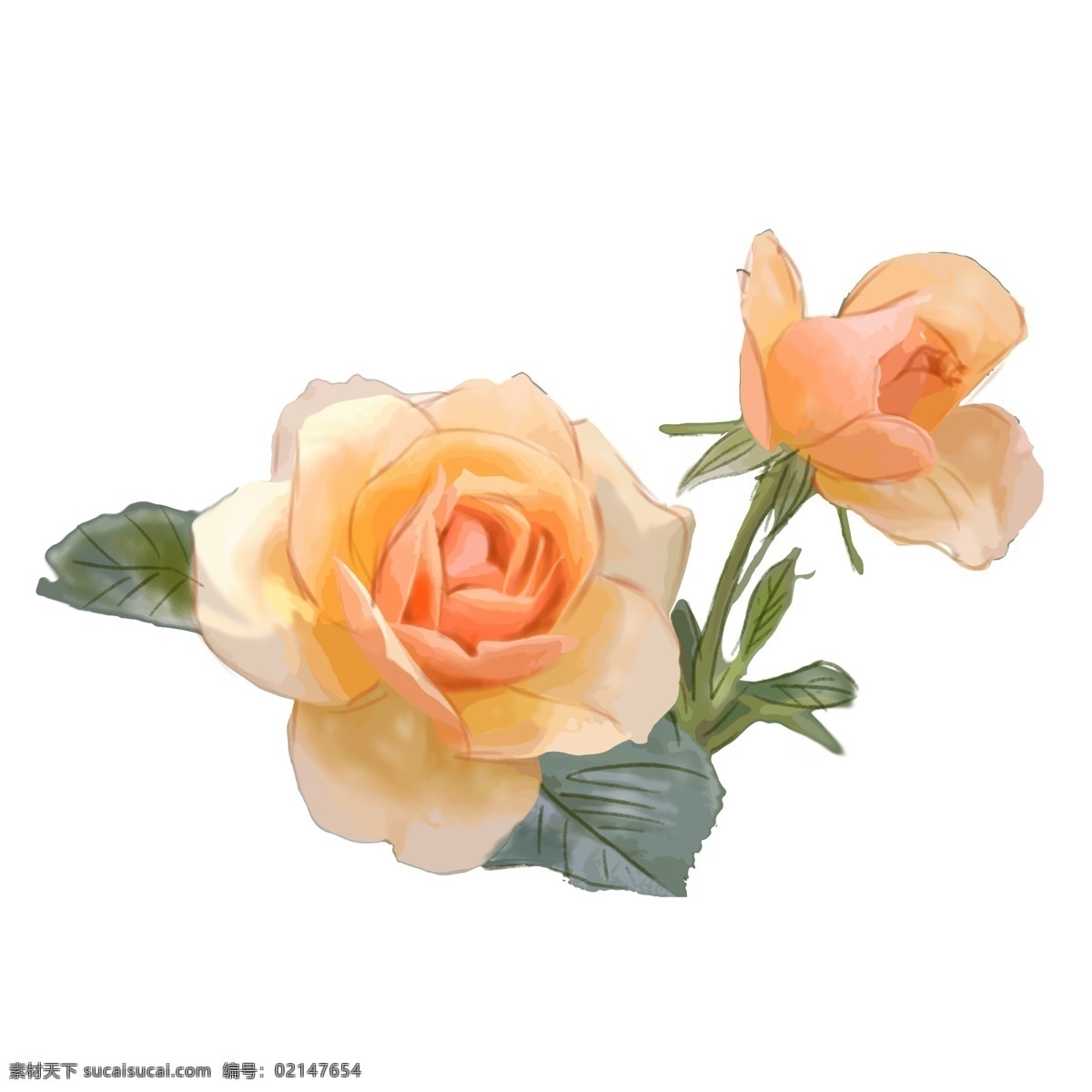黄色 玫瑰 蔷薇 花朵 花卉 商用 元素 装饰 橙色 可商用 设计元素 珊瑚橘