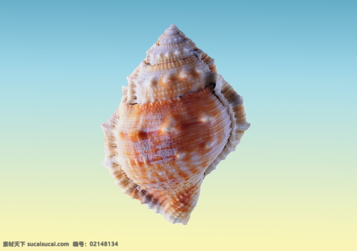 海螺 海产品 工艺品 贝壳 贝类 海洋生物 分层 源文件
