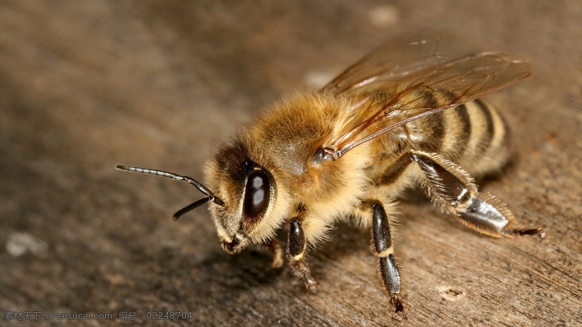 蜜蜂 翅膀 昆虫 生物 生物世界 透明 微距 触须 长毛 前后肢 psd源文件