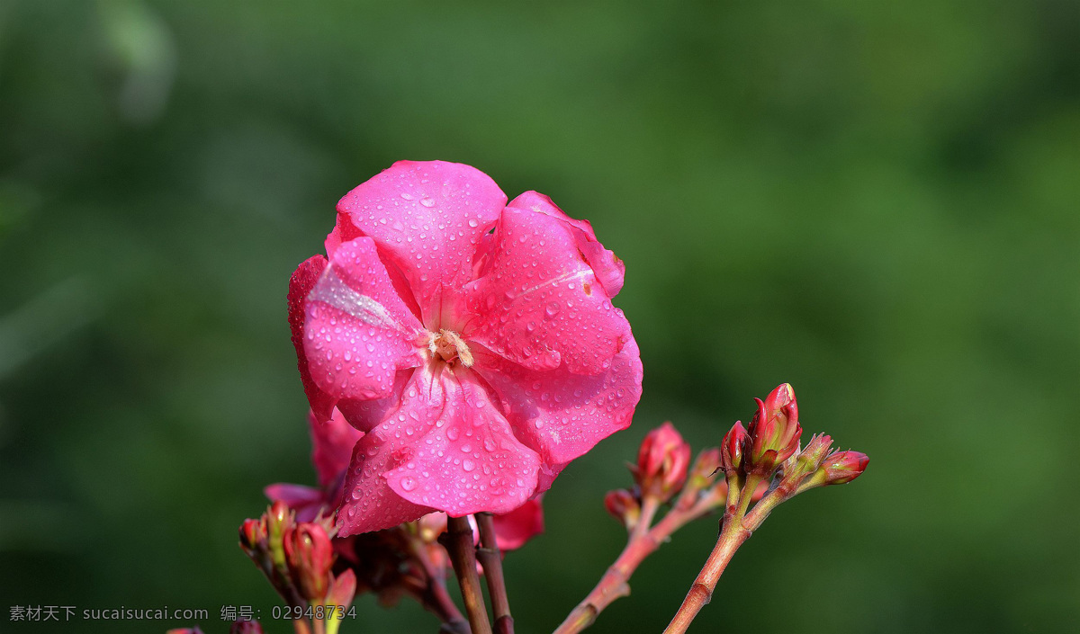 粉色 白色 夹竹桃 花卉